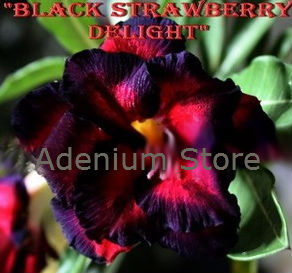 (image for) Adenium Obesum Black Strawberry Delight 5 Seeds